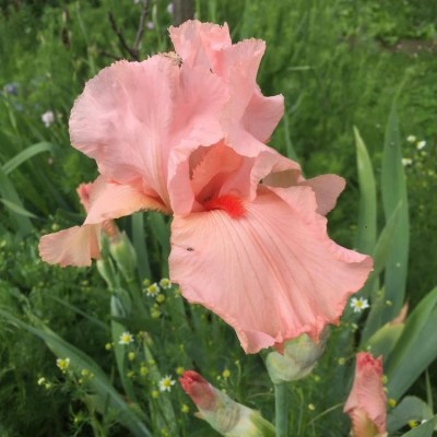 SANDRO(Richard Cayeux, R. 2007)